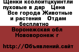 Щенки ксолоитцкуинтли пуховые в дар › Цена ­ 1 - Все города Животные и растения » Отдам бесплатно   . Воронежская обл.,Нововоронеж г.